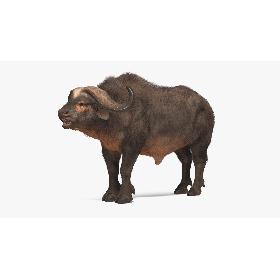 3D Syncerus Caffer African Buffalo with Fur